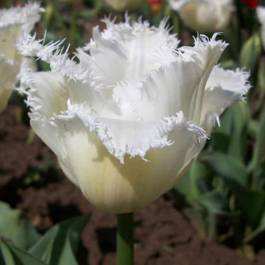 Tulip 'Noordeinde'