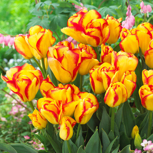 Tulip 'Outbreak'