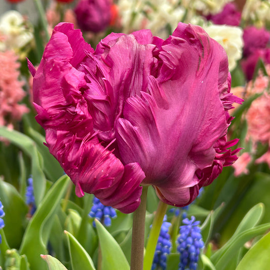 Tulip 'Parrot Prince'