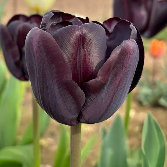 Tulip 'Paul Scherer'