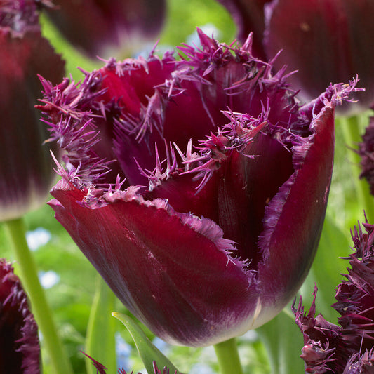 Tulip 'Purple Crystal'