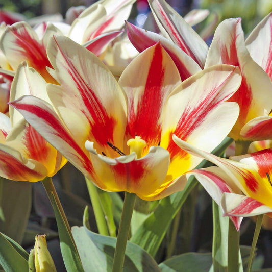 Tulip 'Quebec'