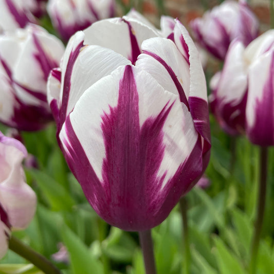 Tulip 'Rems Favourite'