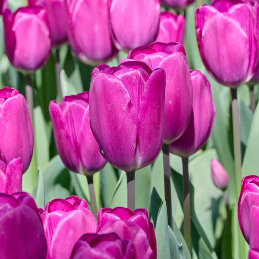 Tulip 'Roeska'
