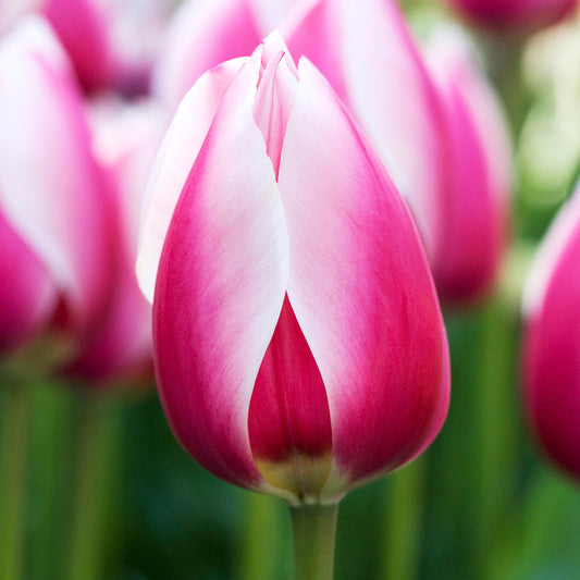 Tulip 'Russian Princess'