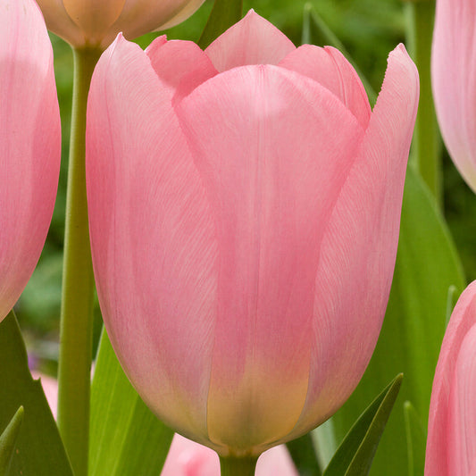 Tulip 'Salmon Dessert'