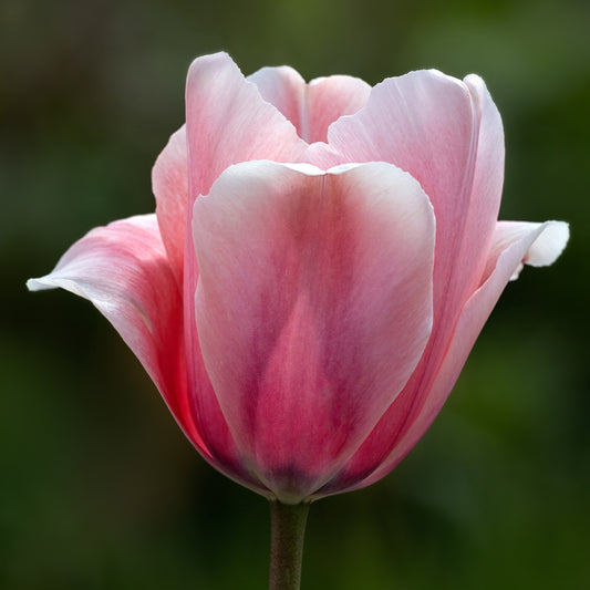 Tulip 'Salmon Impression'