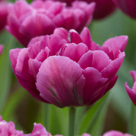 Tulip 'Showcase'
