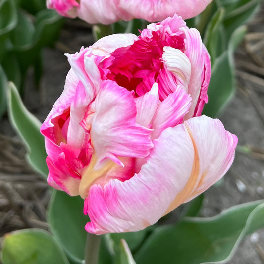 Tulip 'Silver Parrot'