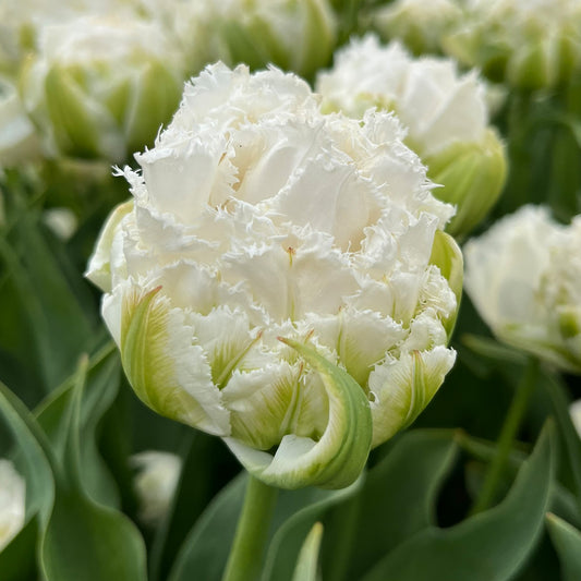 Tulip 'Snow Crystal'
