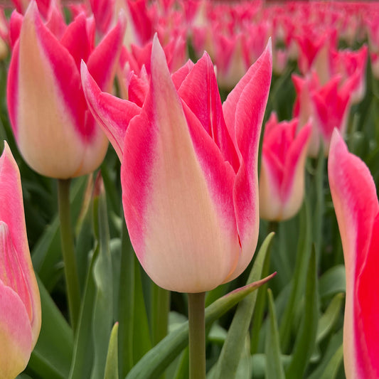 Tulip 'Strawberry Romanoff'