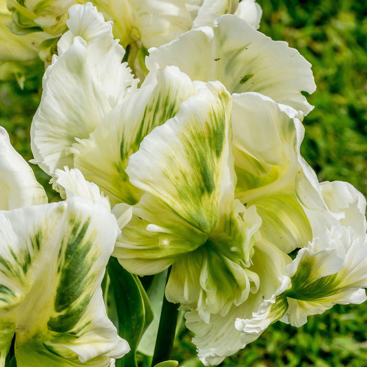 Tulip 'Super Parrot'