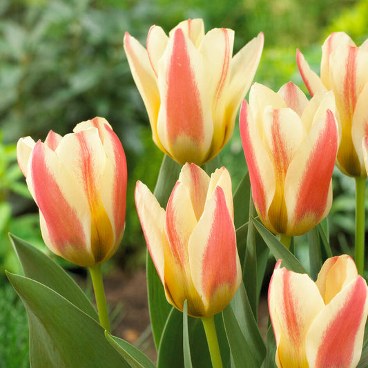 Tulip 'Tarafa'