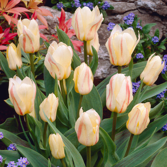 Tulip 'White Fire'