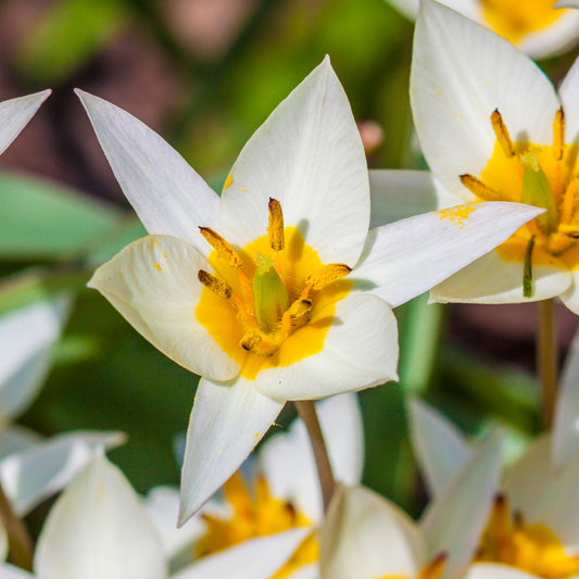 Tulip turkestanica