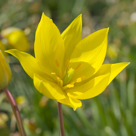 Tulip sylvestris