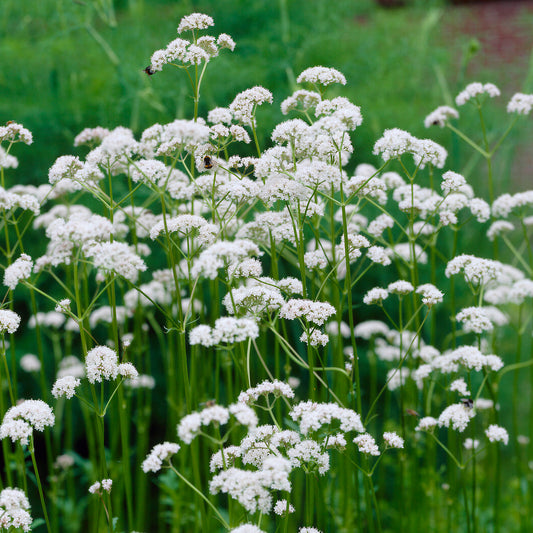 Valeriana officinalis