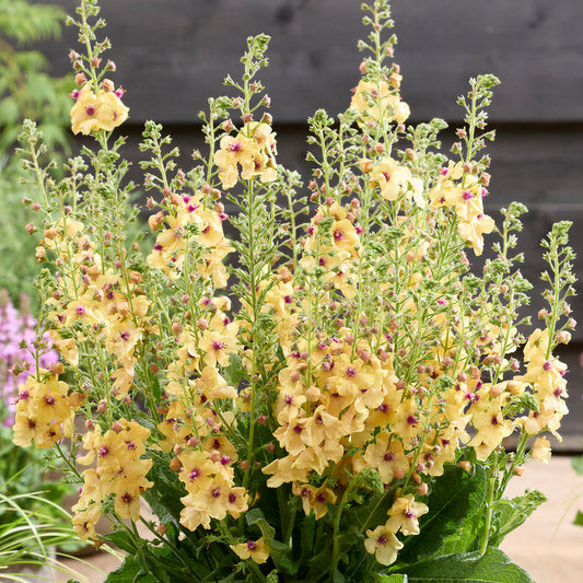 Verbascum 'Citrus Champagne'