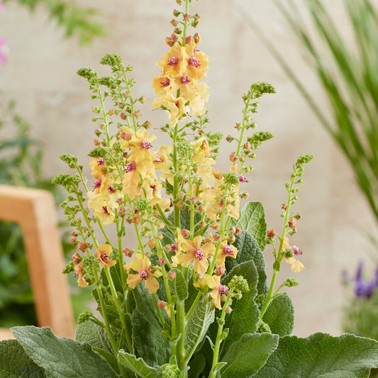 Verbascum 'Peach Champagne'