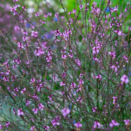 Verbena 'Bampton'