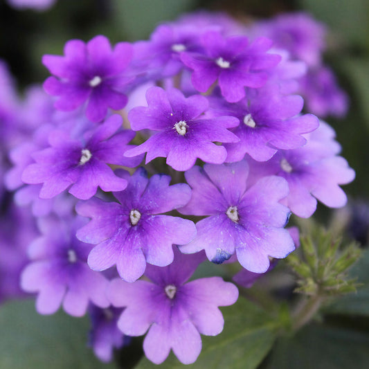 Verbena Blue Basket Plants