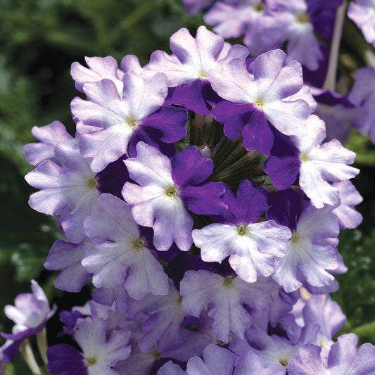 Verbena Indigo Basket Plants