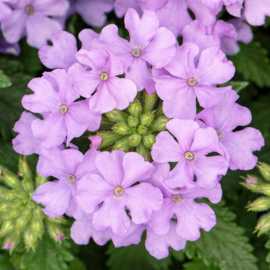 Verbena Lavender Basket Plants