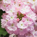 Verbena Light Pink Basket Plants