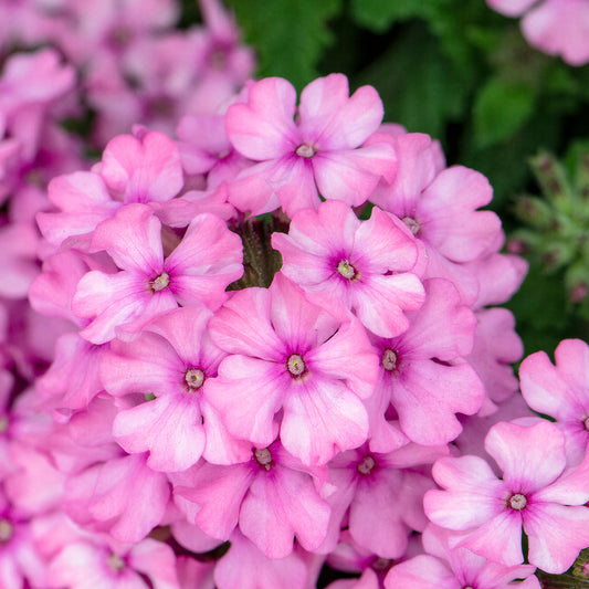 Verbena Pink Basket Plants
