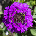 Verbena Purple Basket Plants
