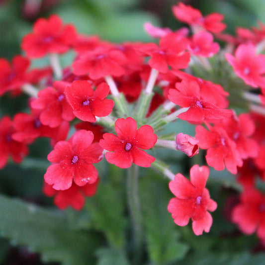 Verbena Red Basket Plants