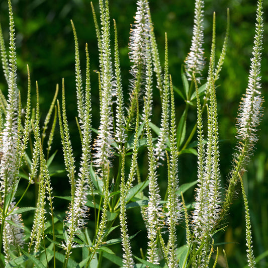 Veronicastrum 'Album'
