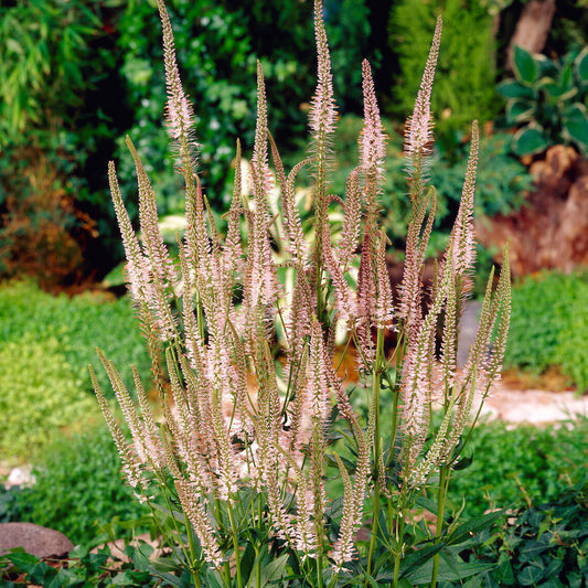Veronicastrum 'Pink Glow'