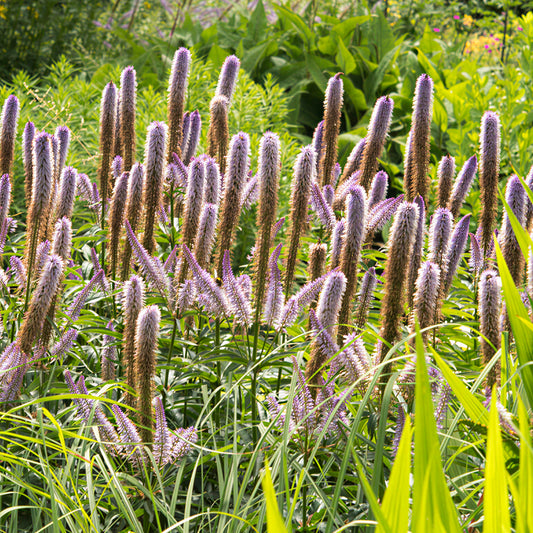 Veronicastrum 'Red Arrows'