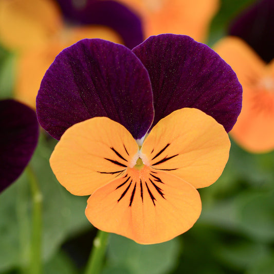 Viola Orange Jump Up Bedding Plants