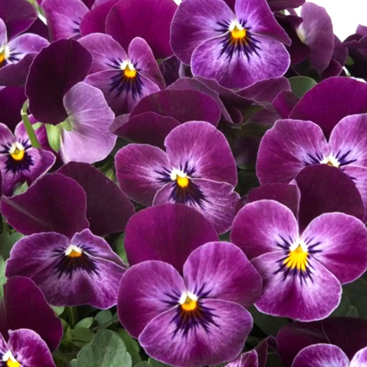 Viola Raspberry