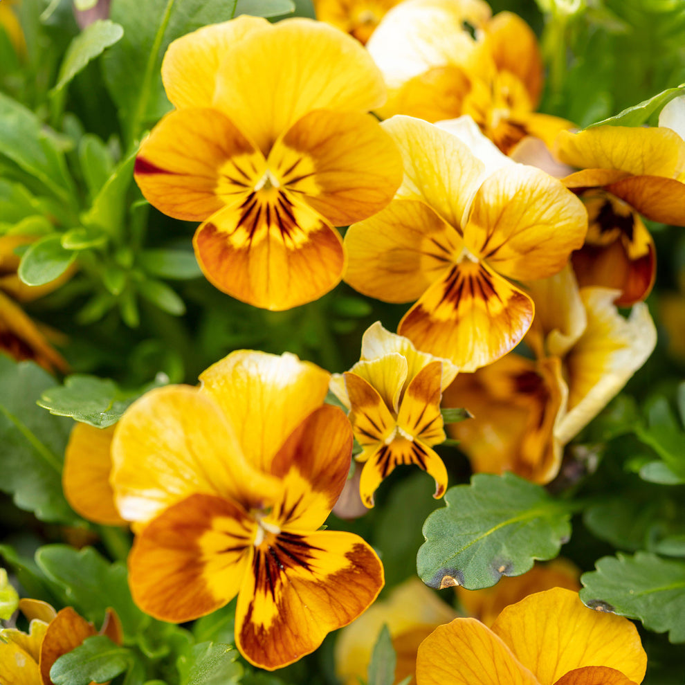 Viola Honeybee Bedding Plants | Sweet Violet – Gardeners Dream