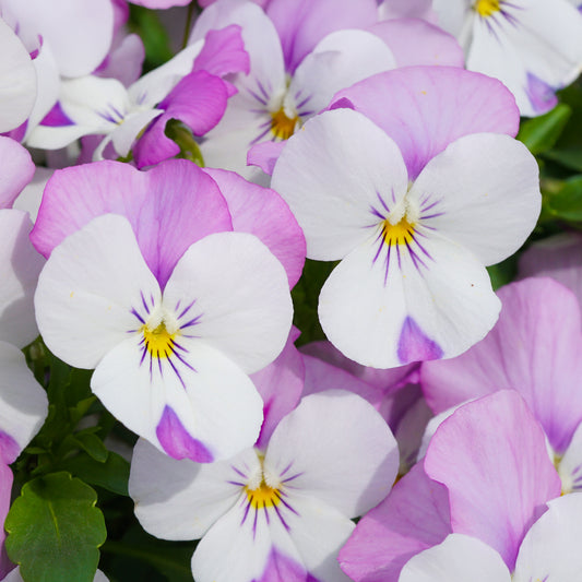 Viola Lavender Pink Wing