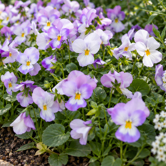 Viola 'Pink Face' Bedding Plants