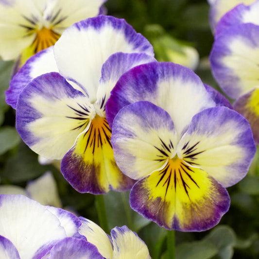 Viola Primrose Picotee