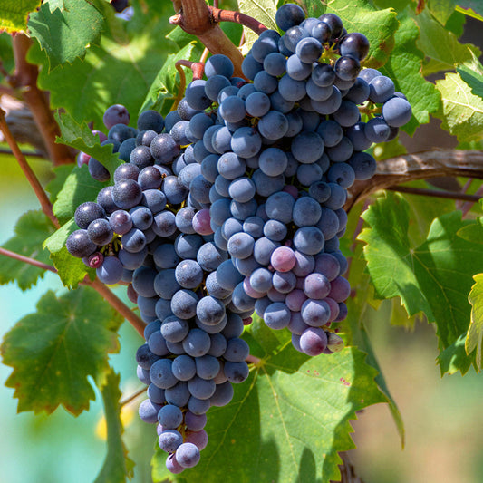 Grape 'Frankenthaler'