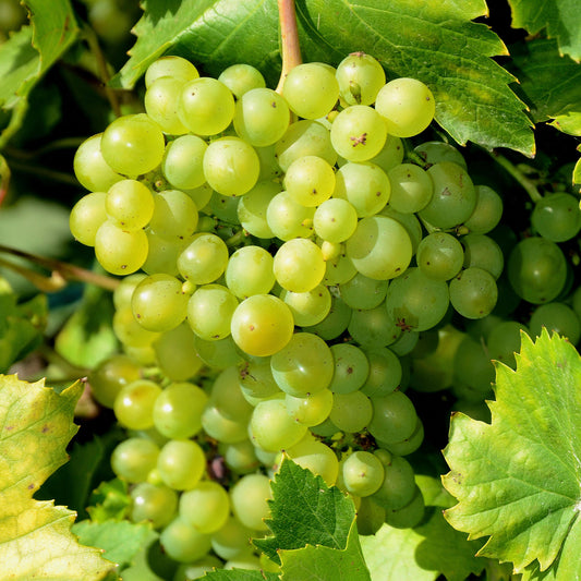 Grape 'Himrod'
