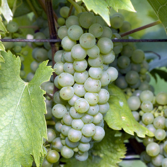 Grape 'Riesling'