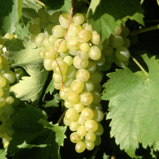 Grape 'Supaga'