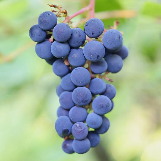 Grape 'Zilga'
