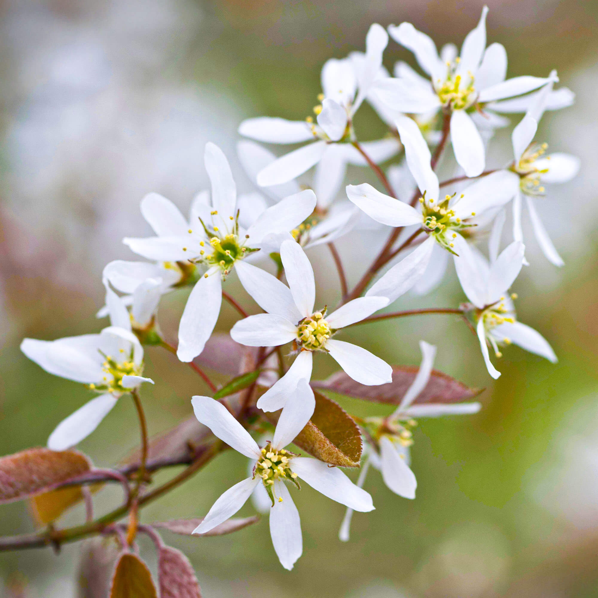 Amelanchier Canadensis Serviceberry Tree Gardeners Dream Amelanchier Canadensis Serviceberry Tree Gardeners Dream