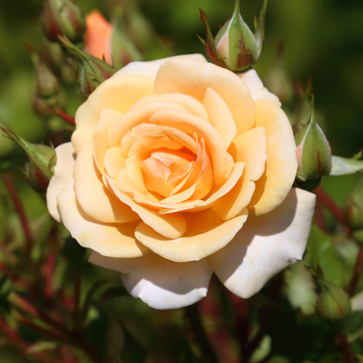 Apricot