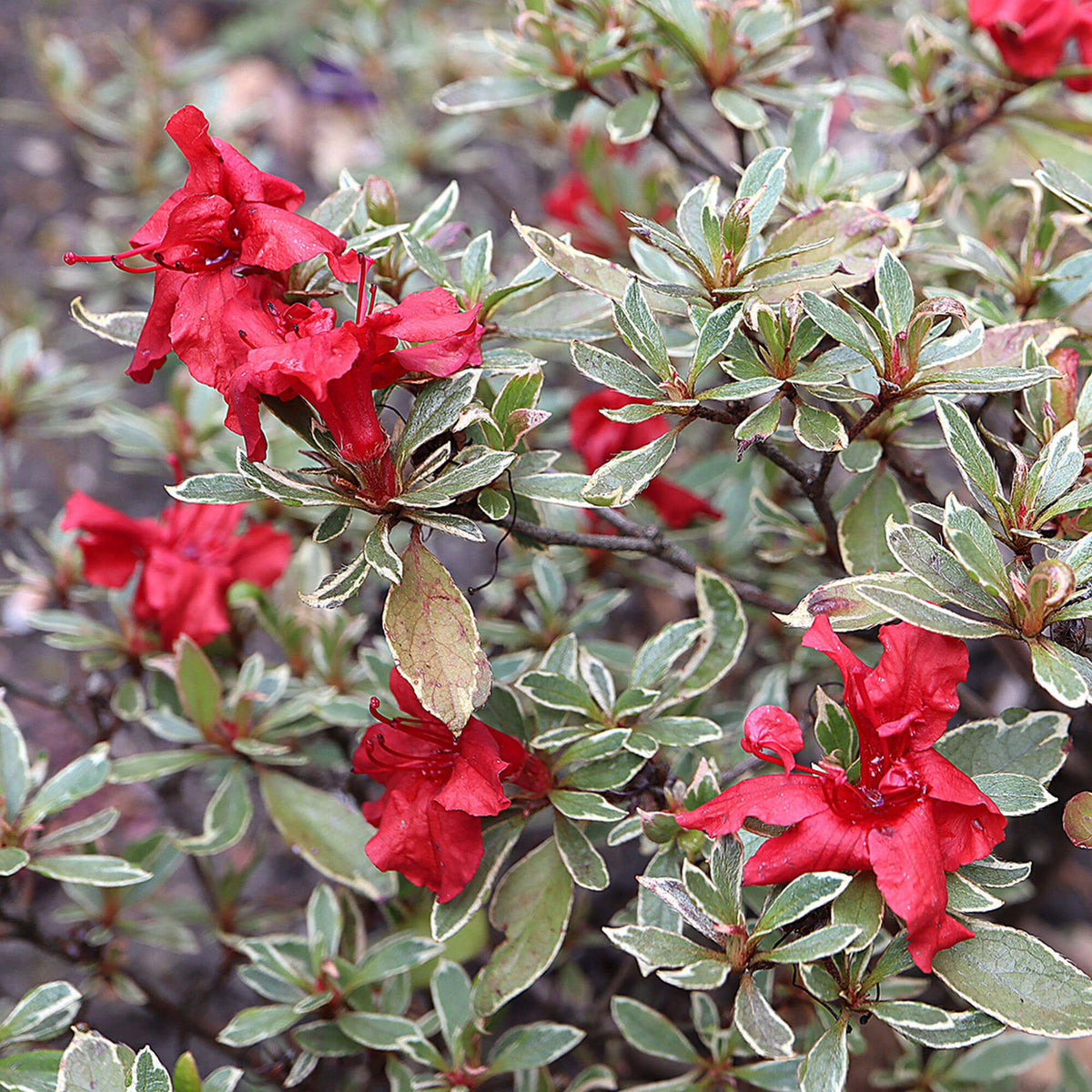 Azalea Hotshot Variegata