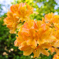 Azalea 'Orange'