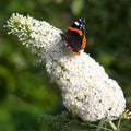 Buddleia 'Marbled White'